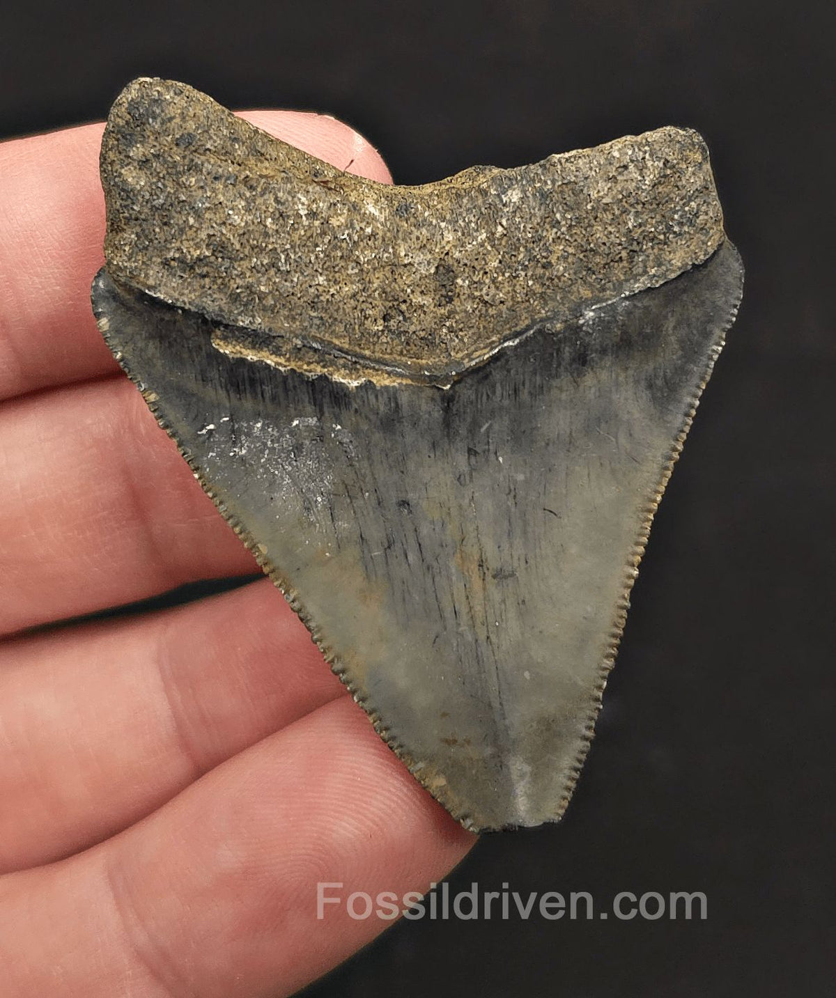 Serrated, 2.20" Fossil Megalodon Tooth - Venice, Florida - Fossil Driven