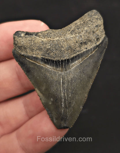 Serrated, 2.20" Fossil Megalodon Tooth - Venice, Florida - Fossil Driven