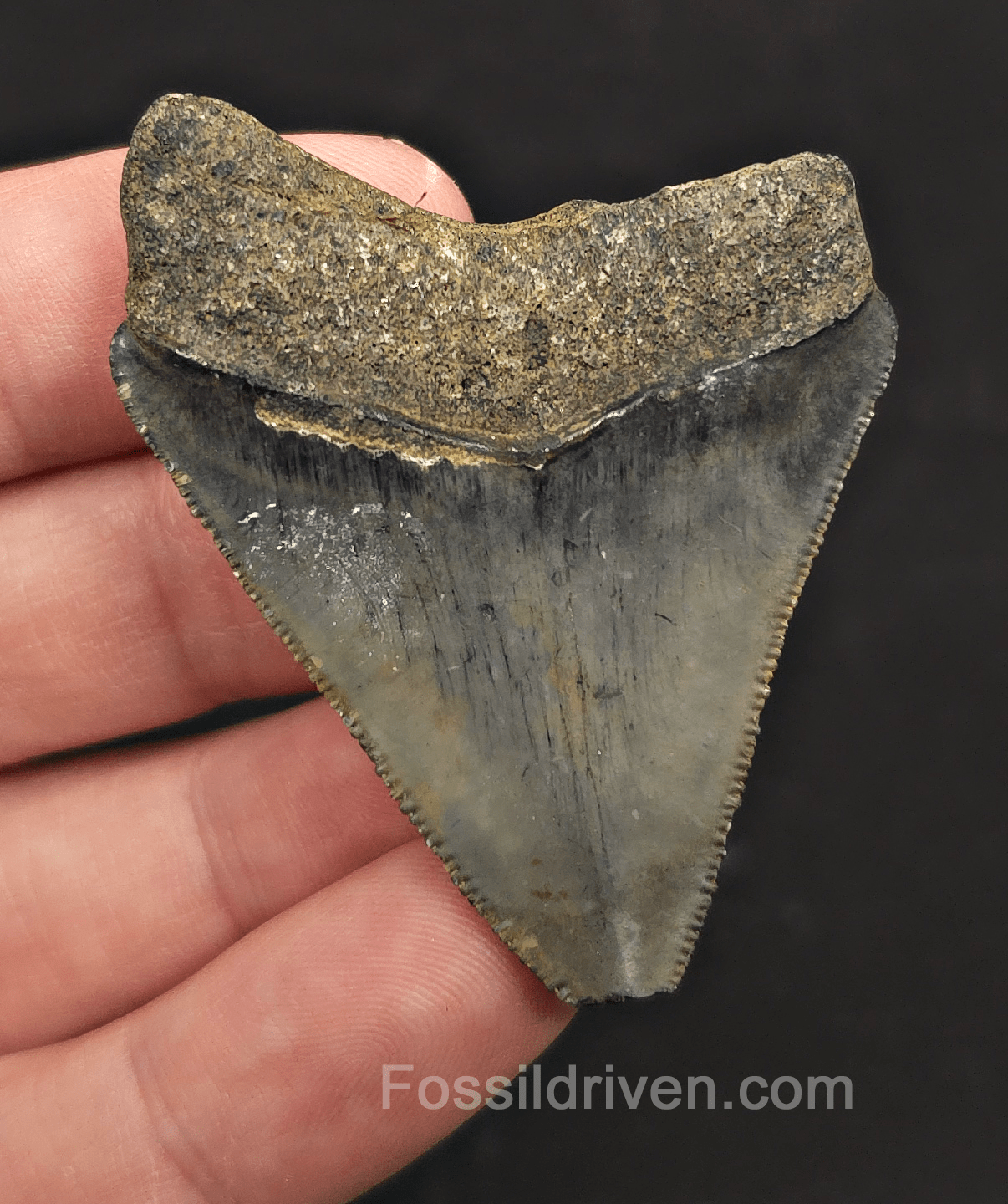 Serrated, 2.20" Megalodon Tooth - Venice, Florida - Fossil Driven