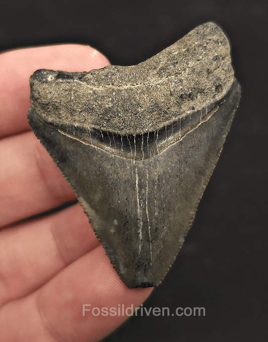 Serrated, 2.20" Megalodon Tooth - Venice, Florida - Fossil Driven