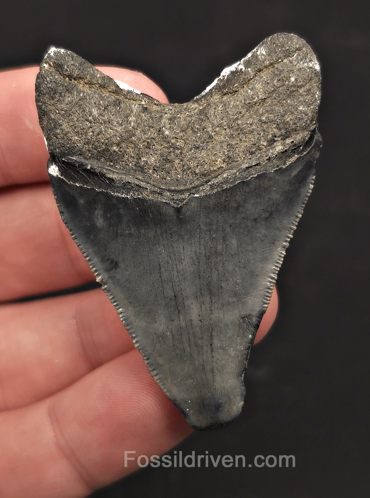 Serrated, 2.27" Megalodon Tooth - Venice, Florida - Fossil Driven