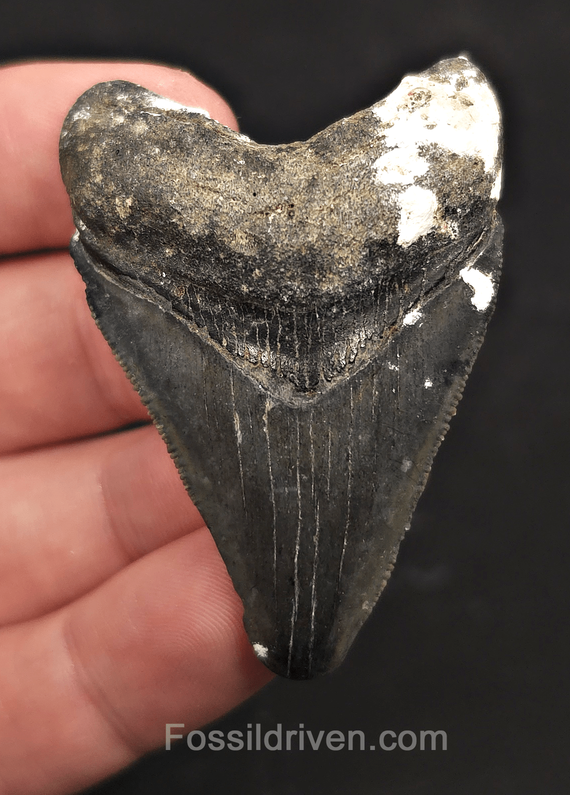 Serrated, 2.27" Megalodon Tooth - Venice, Florida - Fossil Driven