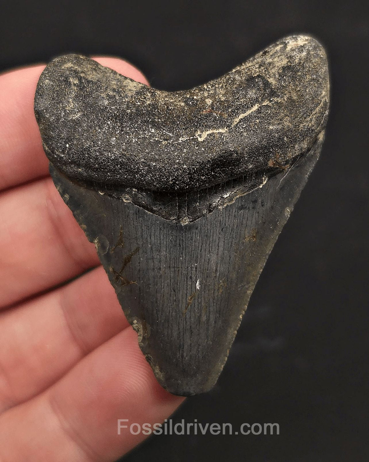 Serrated, 2.35" Fossil Megalodon Tooth - Venice, Florida - Fossil Driven