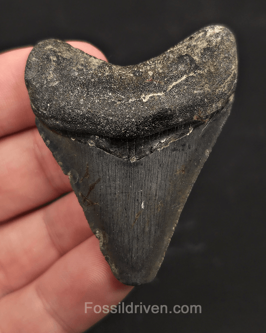 Serrated, 2.35" Megalodon Tooth - Venice, Florida - Fossil Driven