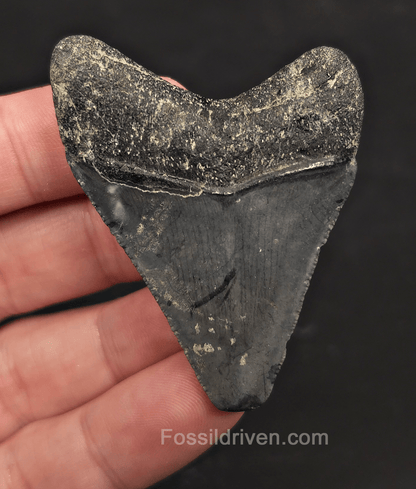 Serrated, 2.35" Megalodon Tooth - Venice, Florida - Fossil Driven