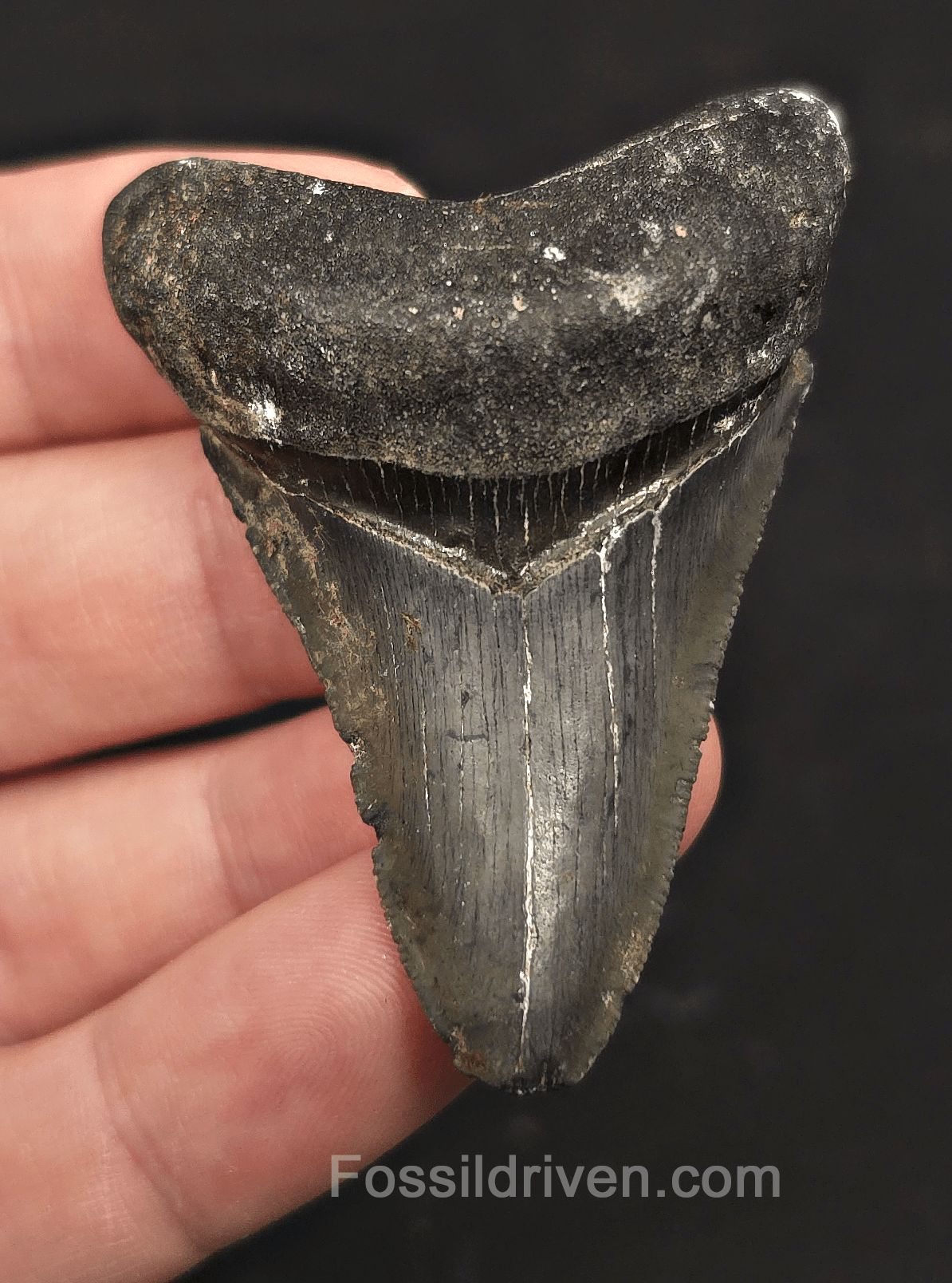 Serrated, 2.39" Fossil Megalodon Tooth - Venice, Florida - Fossil Driven