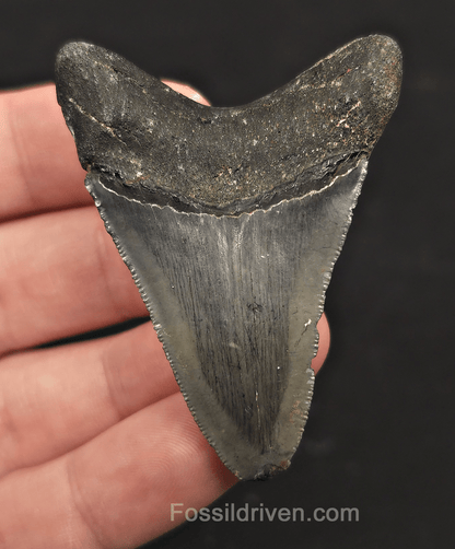 Serrated, 2.39" Megalodon Tooth - Venice, Florida - Fossil Driven