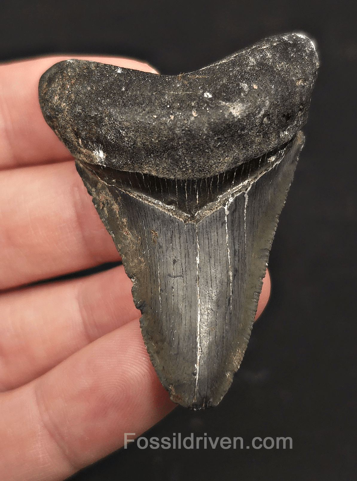 Serrated, 2.39" Megalodon Tooth - Venice, Florida - Fossil Driven