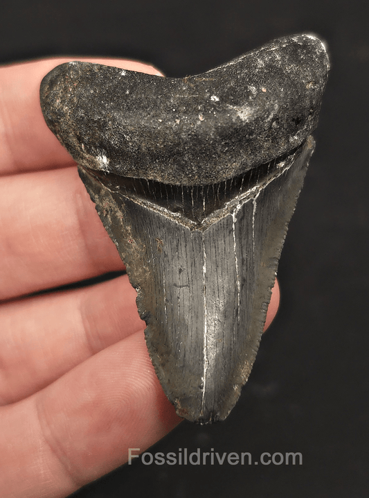 Serrated, 2.39" Megalodon Tooth - Venice, Florida - Fossil Driven