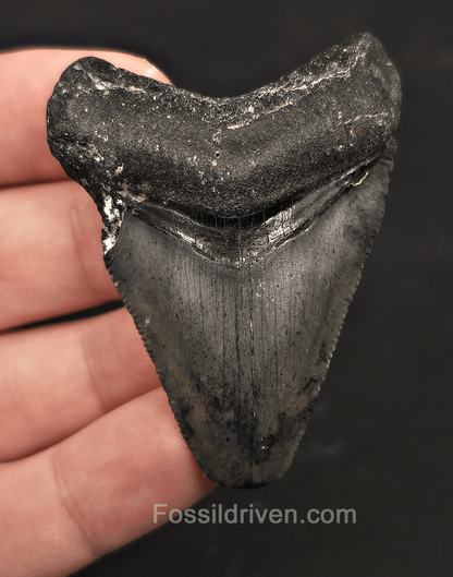 Serrated, 2.40" Megalodon Tooth - Venice, Florida - Fossil Driven