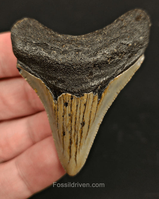 Serrated, 2.51" Fossil Megalodon Tooth - Meg Ledge, North Carolina - Fossil Driven