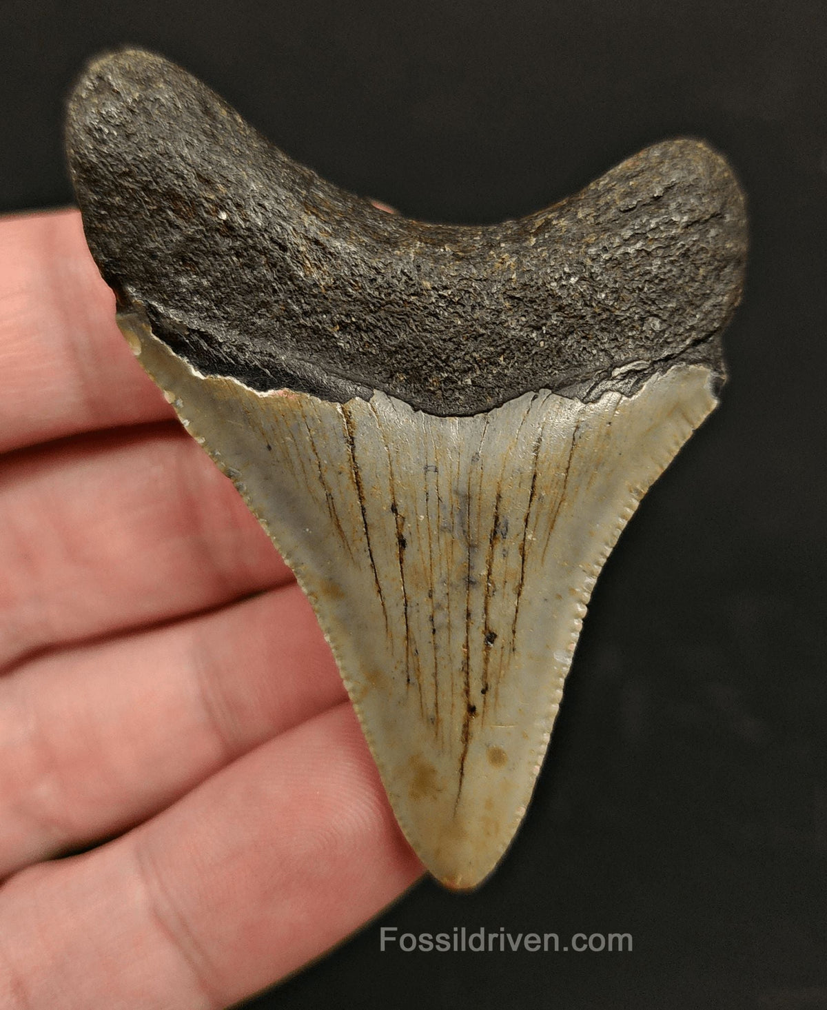 Serrated, 2.51" Fossil Megalodon Tooth - Meg Ledge, North Carolina - Fossil Driven