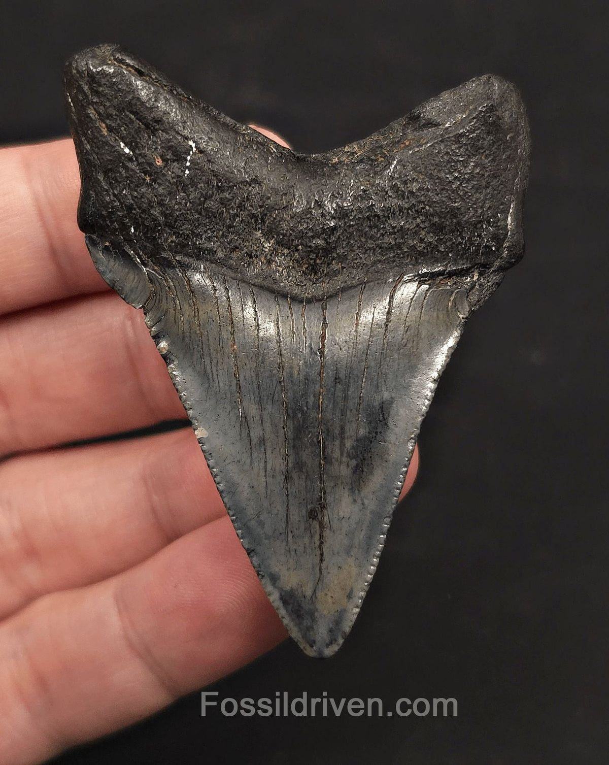 Serrated, 2.59" Fossil Megalodon Tooth - Charleston, South Carolina - Fossil Driven