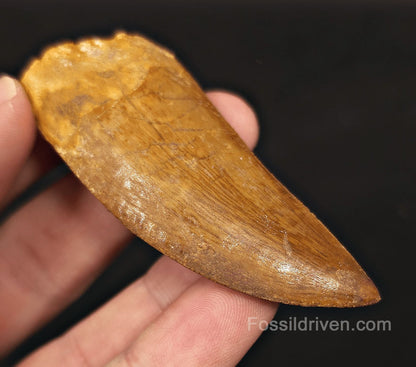 Serrated 2.71" Carcharodontosaurus Tooth - Morocco - Fossil Driven