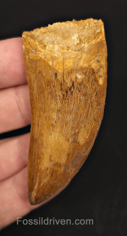 Serrated 2.71" Carcharodontosaurus Tooth - Morocco - Fossil Driven