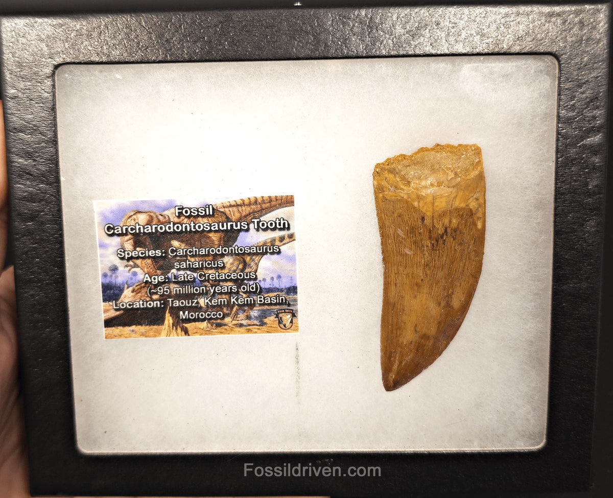 Serrated 2.71" Carcharodontosaurus Tooth - Morocco - Fossil Driven