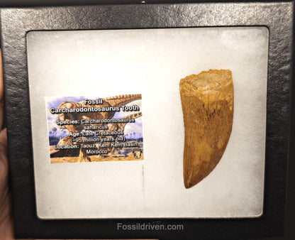 Serrated 2.71" Carcharodontosaurus Tooth - Morocco - Fossil Driven