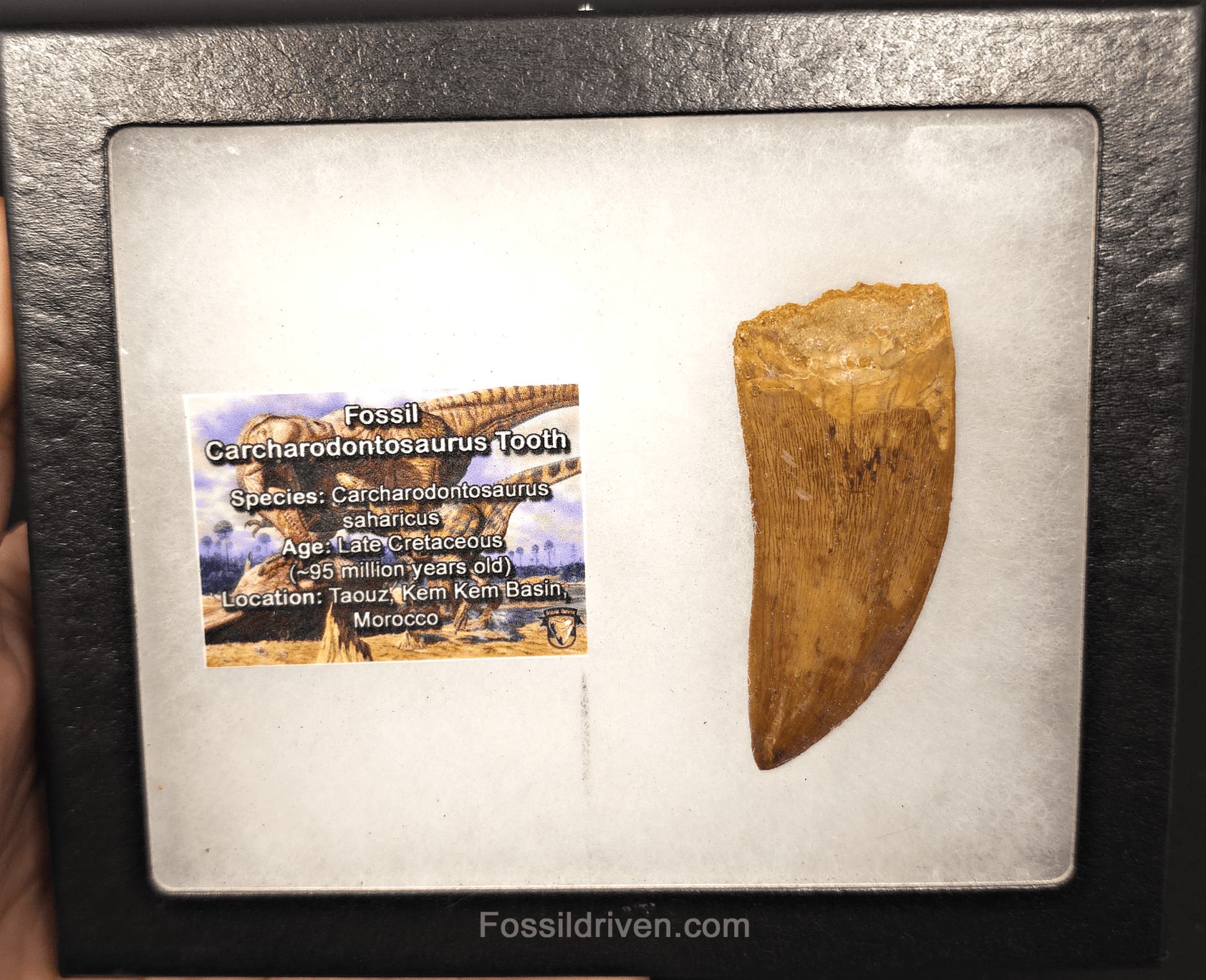 Serrated 2.71" Carcharodontosaurus Tooth - Morocco - Fossil Driven