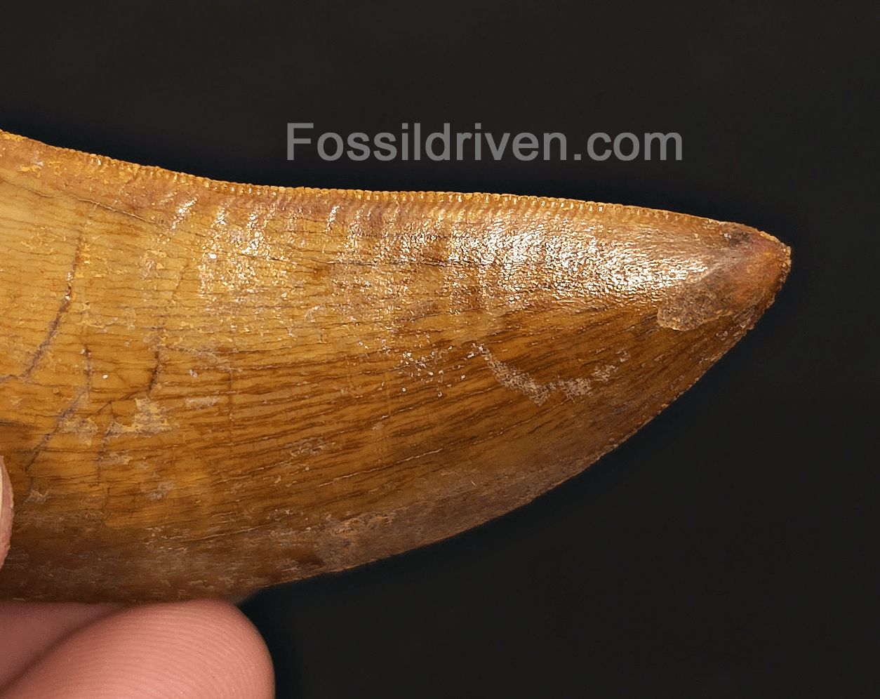 Serrated 2.71" Carcharodontosaurus Tooth - Morocco - Fossil Driven