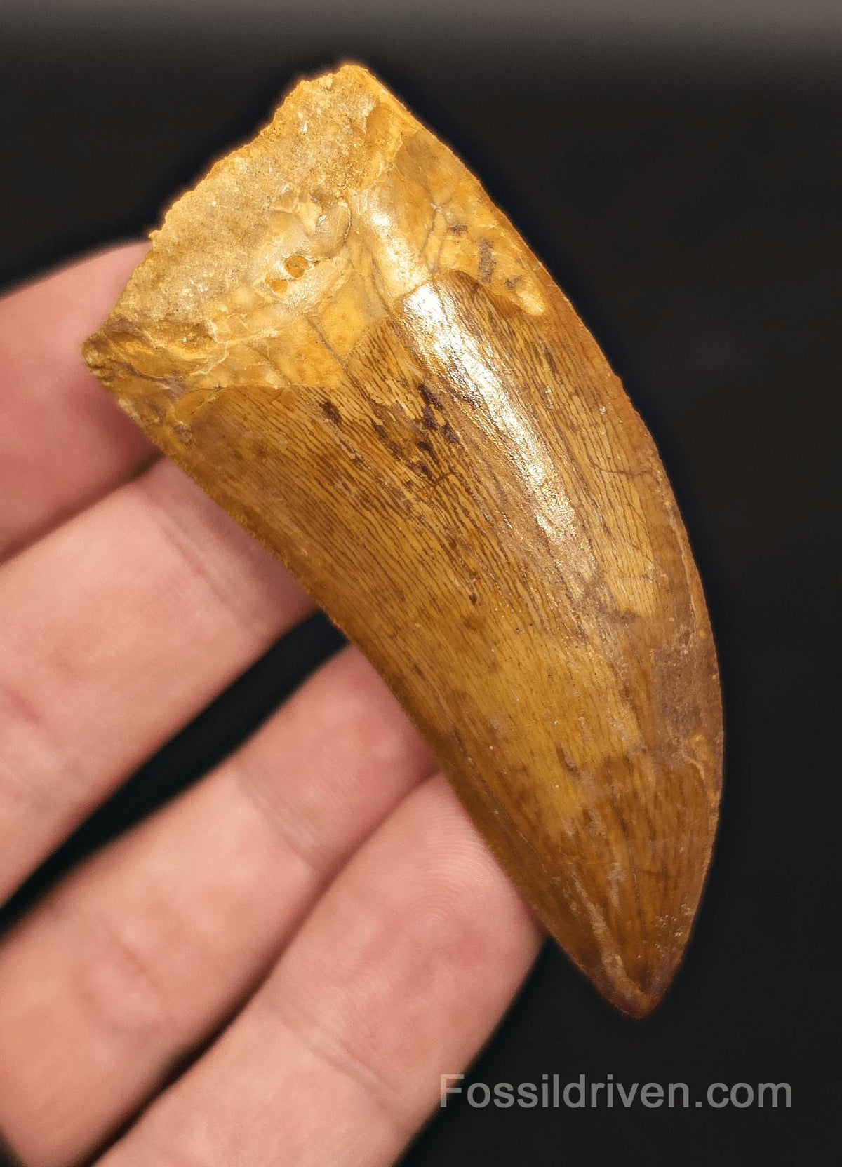 Serrated 2.71" Carcharodontosaurus Tooth - Morocco - Fossil Driven