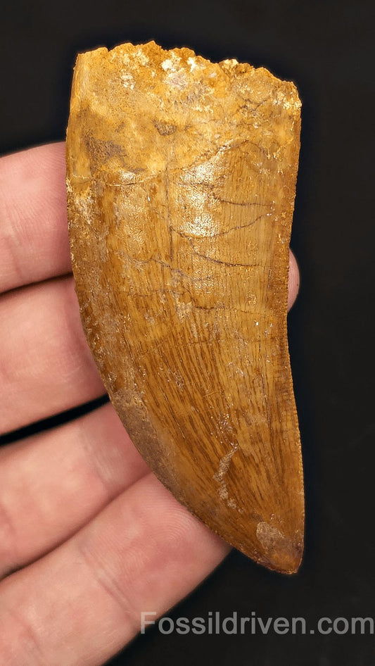 Serrated 2.71" Carcharodontosaurus Tooth - Morocco - Fossil Driven