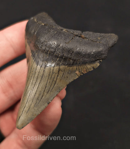 Serrated, 2.79" Fossil Megalodon Tooth - Meg Ledge, North Carolina - Fossil Driven