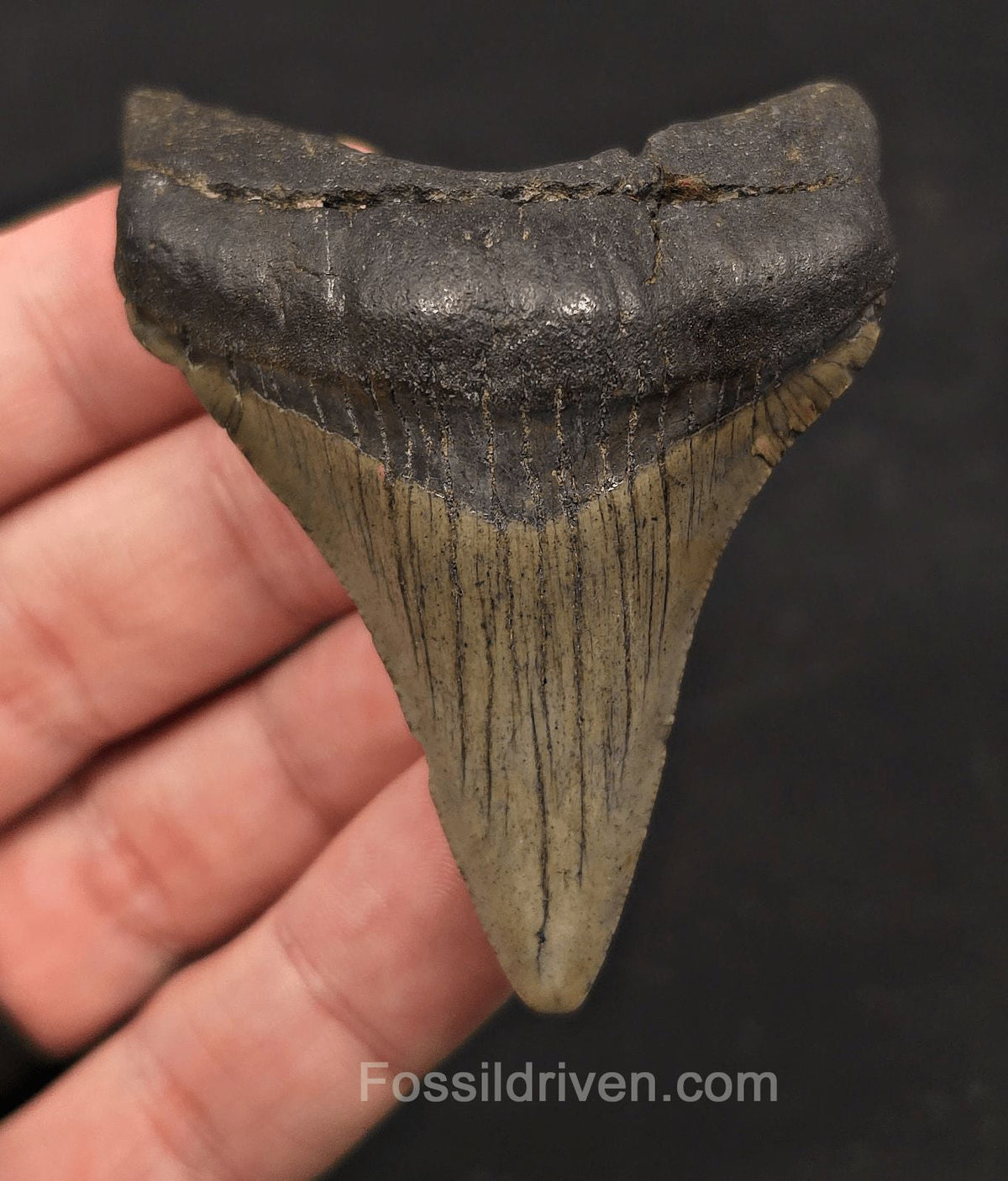 Serrated, 2.79" Fossil Megalodon Tooth - Meg Ledge, North Carolina - Fossil Driven