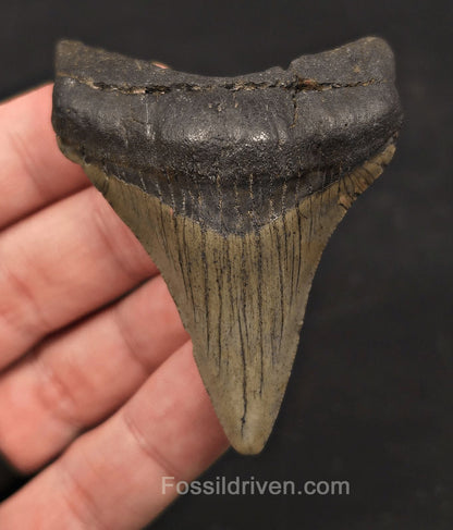 Serrated, 2.79" Fossil Megalodon Tooth - Meg Ledge, North Carolina - Fossil Driven