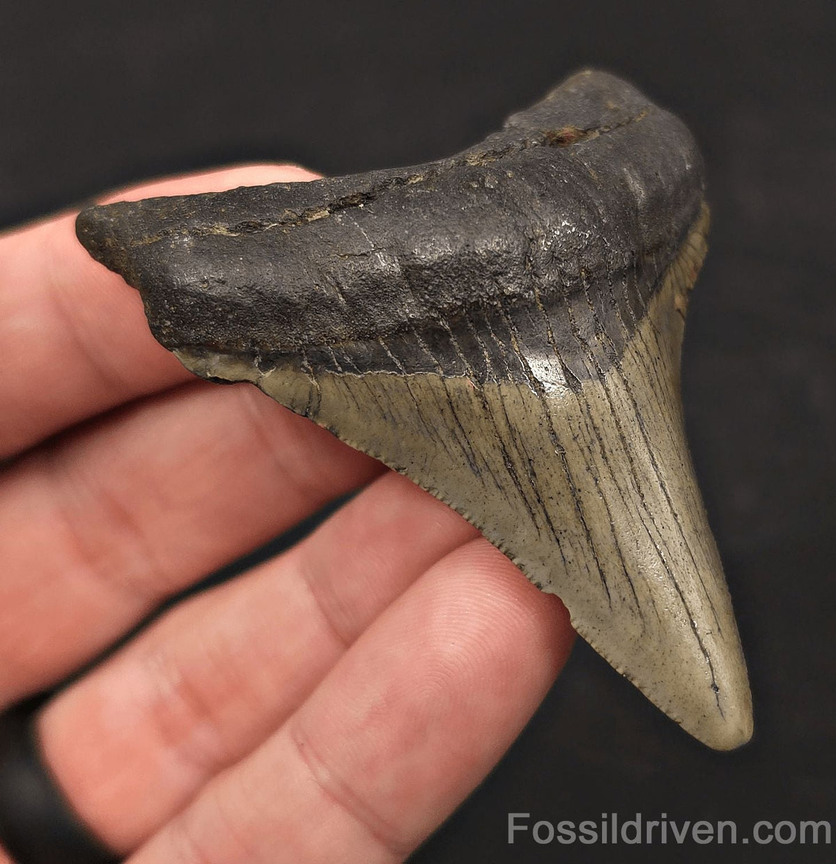 Serrated, 2.79" Fossil Megalodon Tooth - Meg Ledge, North Carolina - Fossil Driven