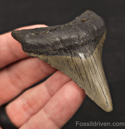Serrated, 2.79" Fossil Megalodon Tooth - Meg Ledge, North Carolina - Fossil Driven