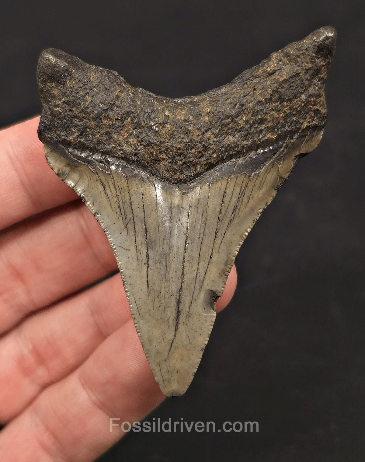 Serrated, 2.79" Fossil Megalodon Tooth - Meg Ledge, North Carolina - Fossil Driven