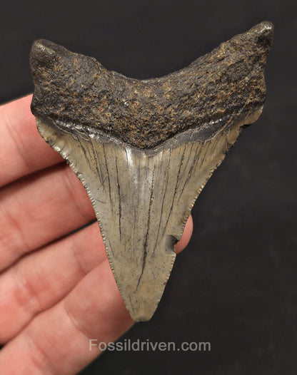 Serrated, 2.79" Fossil Megalodon Tooth - Meg Ledge, North Carolina - Fossil Driven