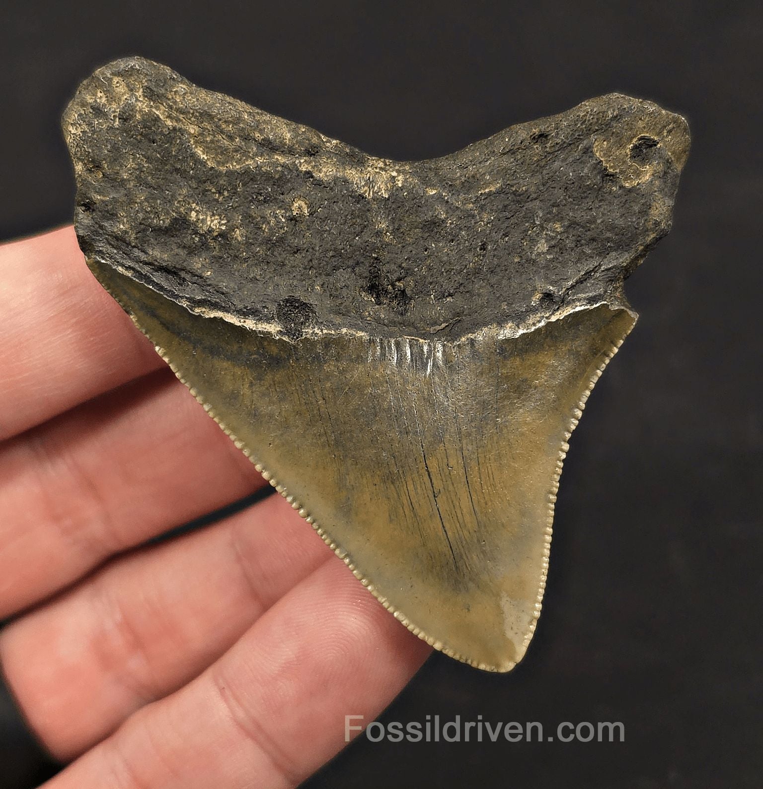 Serrated, 2.82" Fossil Megalodon Tooth - Meg Ledge, North Carolina - Fossil Driven