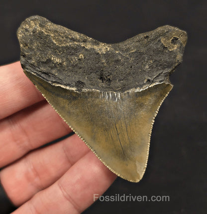 Serrated, 2.82" Fossil Megalodon Tooth - Meg Ledge, North Carolina - Fossil Driven