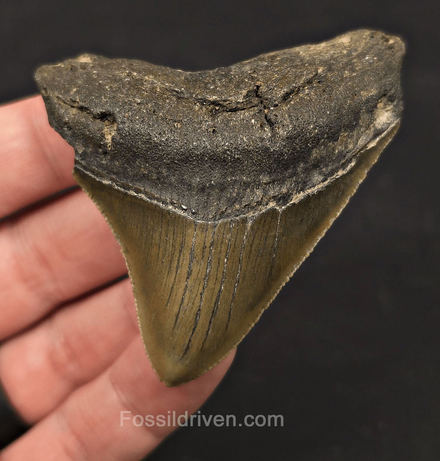 Serrated, 2.82" Fossil Megalodon Tooth - Meg Ledge, North Carolina - Fossil Driven