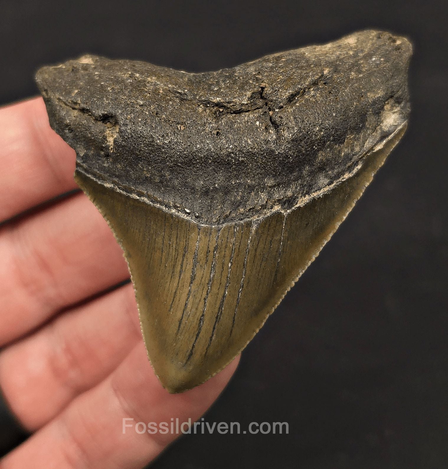 Serrated, 2.82" Fossil Megalodon Tooth - Meg Ledge, North Carolina - Fossil Driven