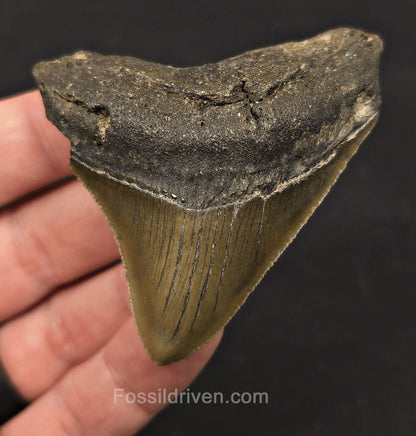 Serrated, 2.82" Fossil Megalodon Tooth - Meg Ledge, North Carolina - Fossil Driven