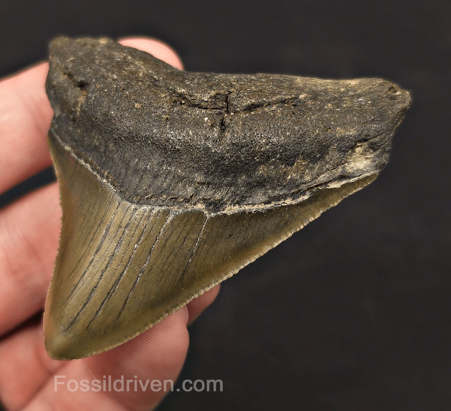 Serrated, 2.82" Fossil Megalodon Tooth - Meg Ledge, North Carolina - Fossil Driven