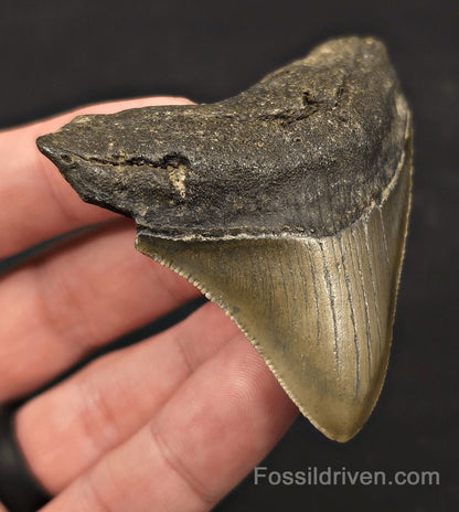 Serrated, 2.82" Fossil Megalodon Tooth - Meg Ledge, North Carolina - Fossil Driven