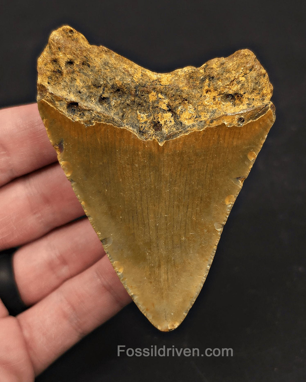 Serrated, 3.41" Fossil Megalodon Tooth - Meg Ledge, North Carolina - Fossil Driven