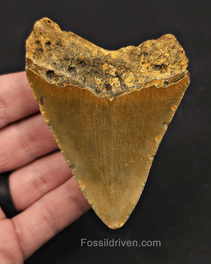 Serrated, 3.41" Fossil Megalodon Tooth - Meg Ledge, North Carolina - Fossil Driven