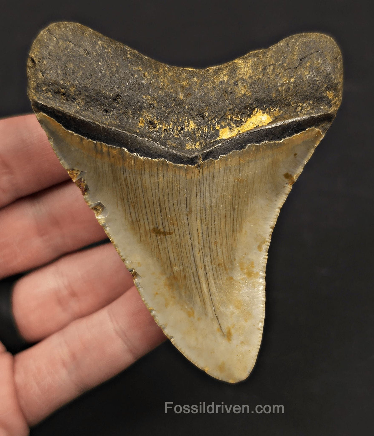 Serrated, 3.59" Fossil Megalodon Tooth - Meg Ledge, North Carolina - Fossil Driven