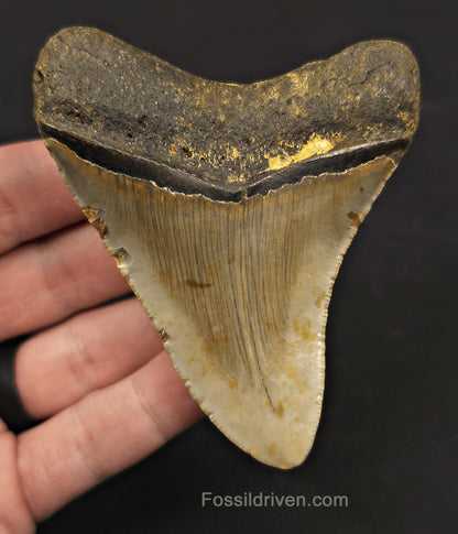 Serrated, 3.59" Fossil Megalodon Tooth - Meg Ledge, North Carolina - Fossil Driven