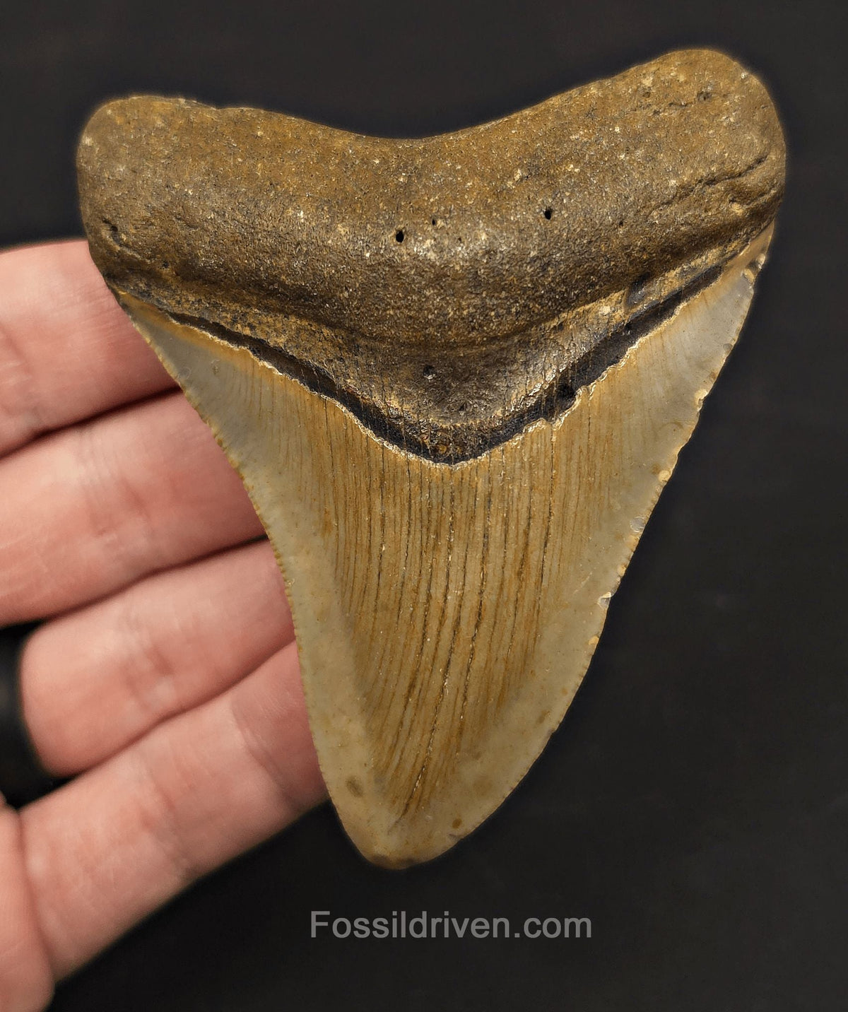 Serrated, 3.59" Fossil Megalodon Tooth - Meg Ledge, North Carolina - Fossil Driven