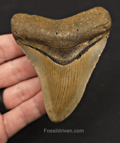 Serrated, 3.59" Fossil Megalodon Tooth - Meg Ledge, North Carolina - Fossil Driven