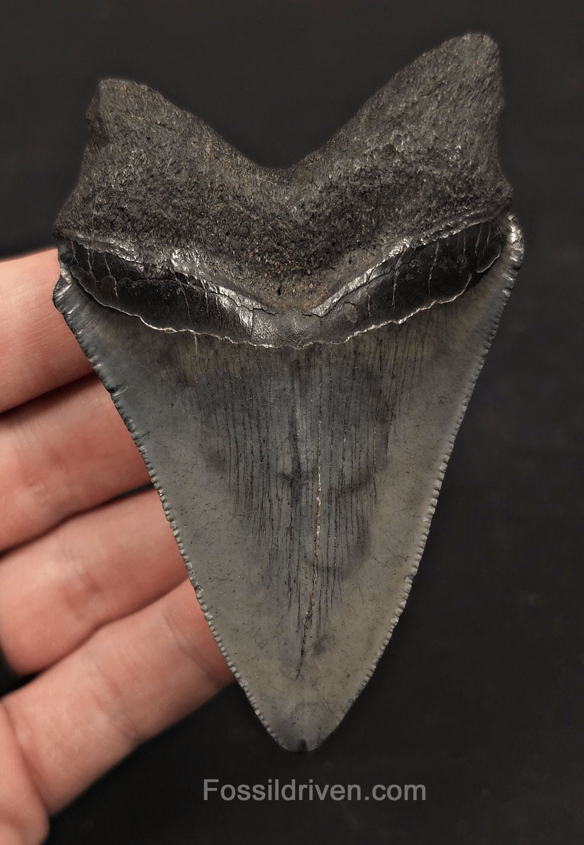 Serrated, 3.67" Fossil Megalodon Tooth - Charleston, South Carolina - Fossil Driven