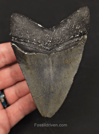 Serrated, 3.90" Fossil Megalodon Tooth - Venice, Florida - Fossil Driven