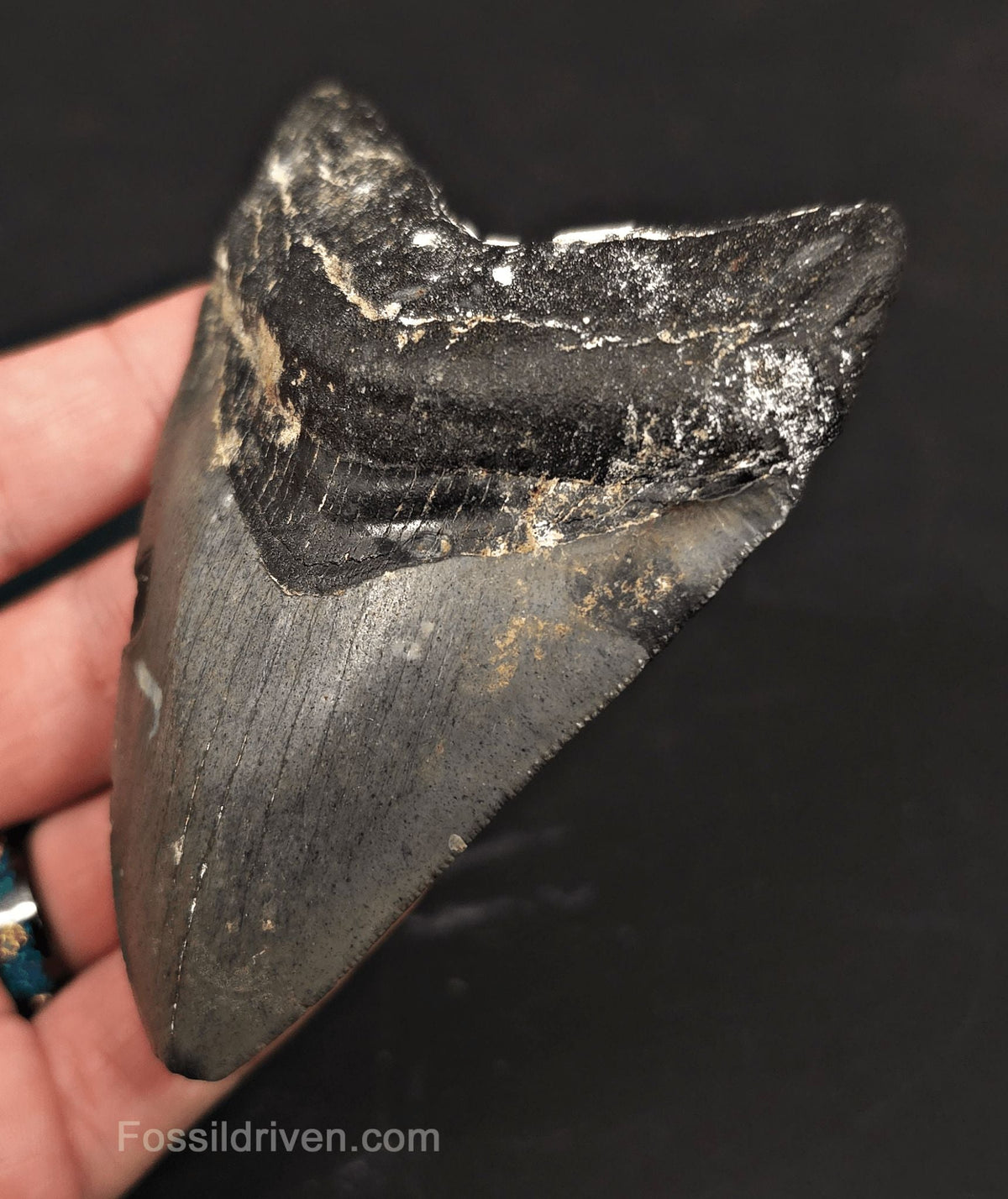 Serrated, 3.90" Fossil Megalodon Tooth - Venice, Florida - Fossil Driven
