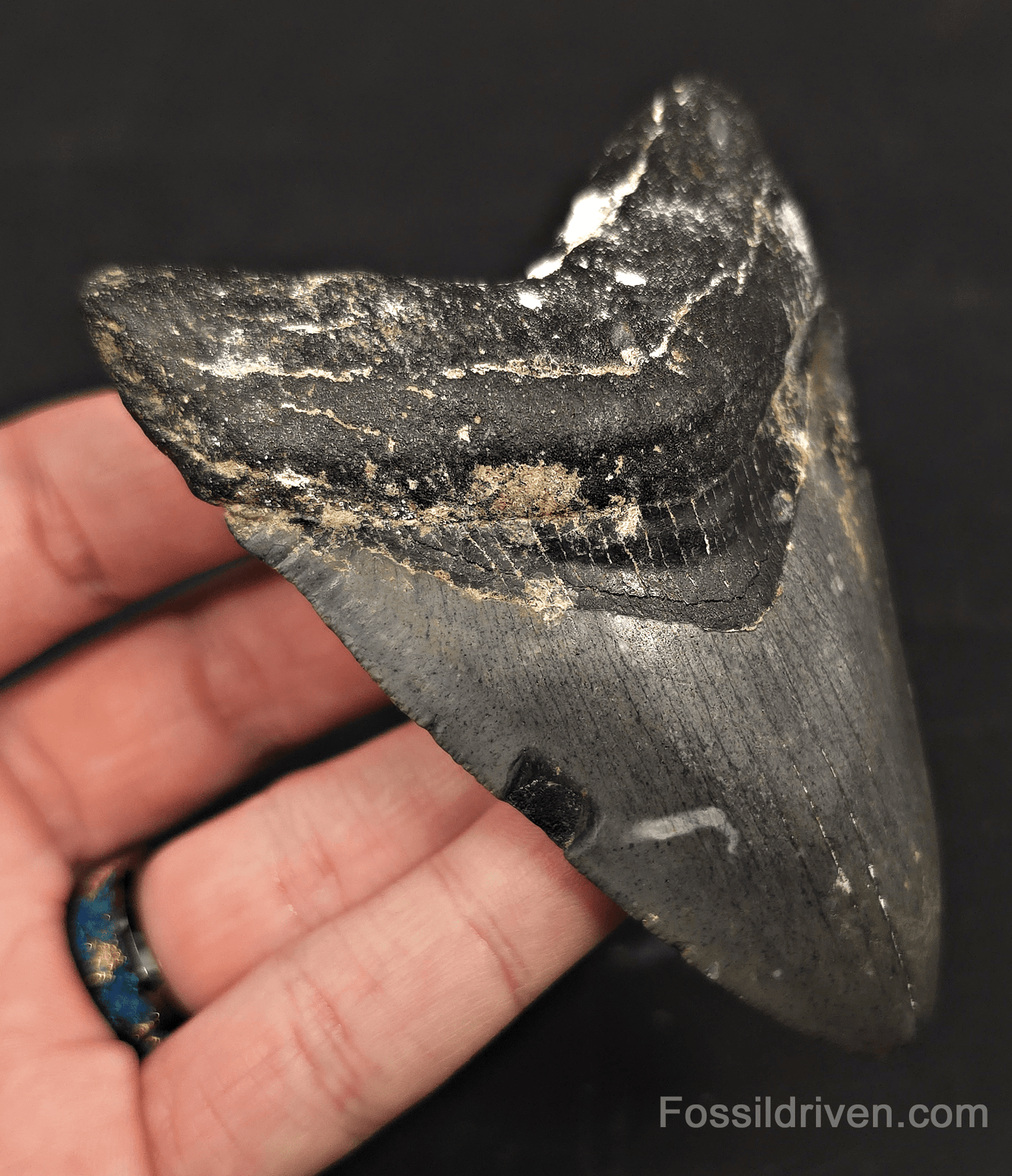 Serrated, 3.90" Megalodon Tooth - Venice, Florida - Fossil Driven