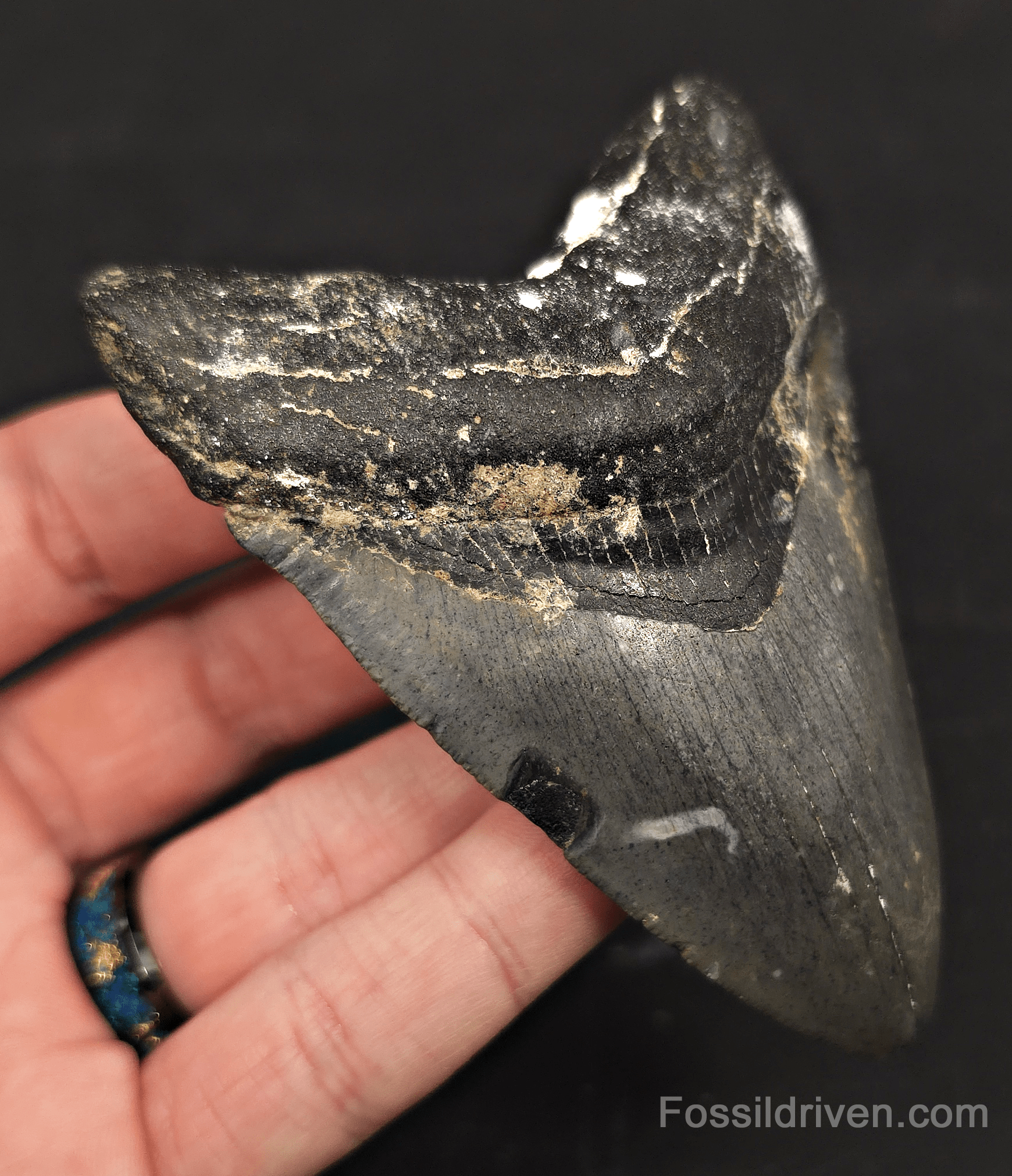 Serrated, 3.90" Megalodon Tooth - Venice, Florida - Fossil Driven